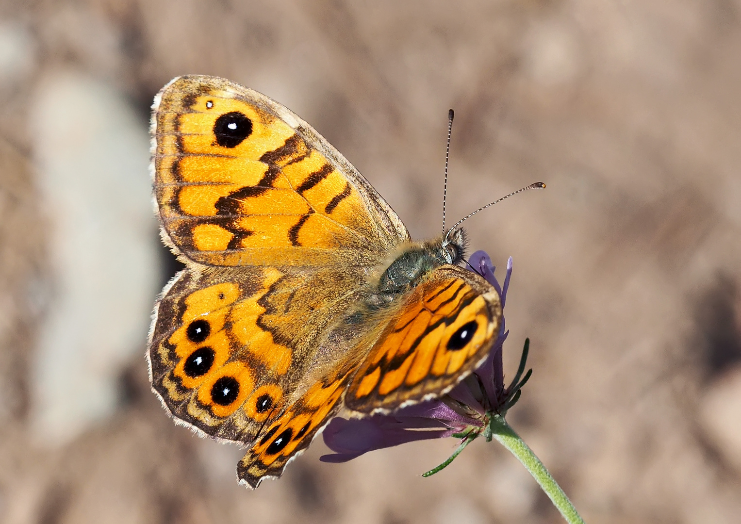 Mauerfuchs (Lasiommata megera) - La Mégère ou le Satyre.