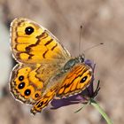 Mauerfuchs (Lasiommata megera) - La Mégère ou le Satyre.