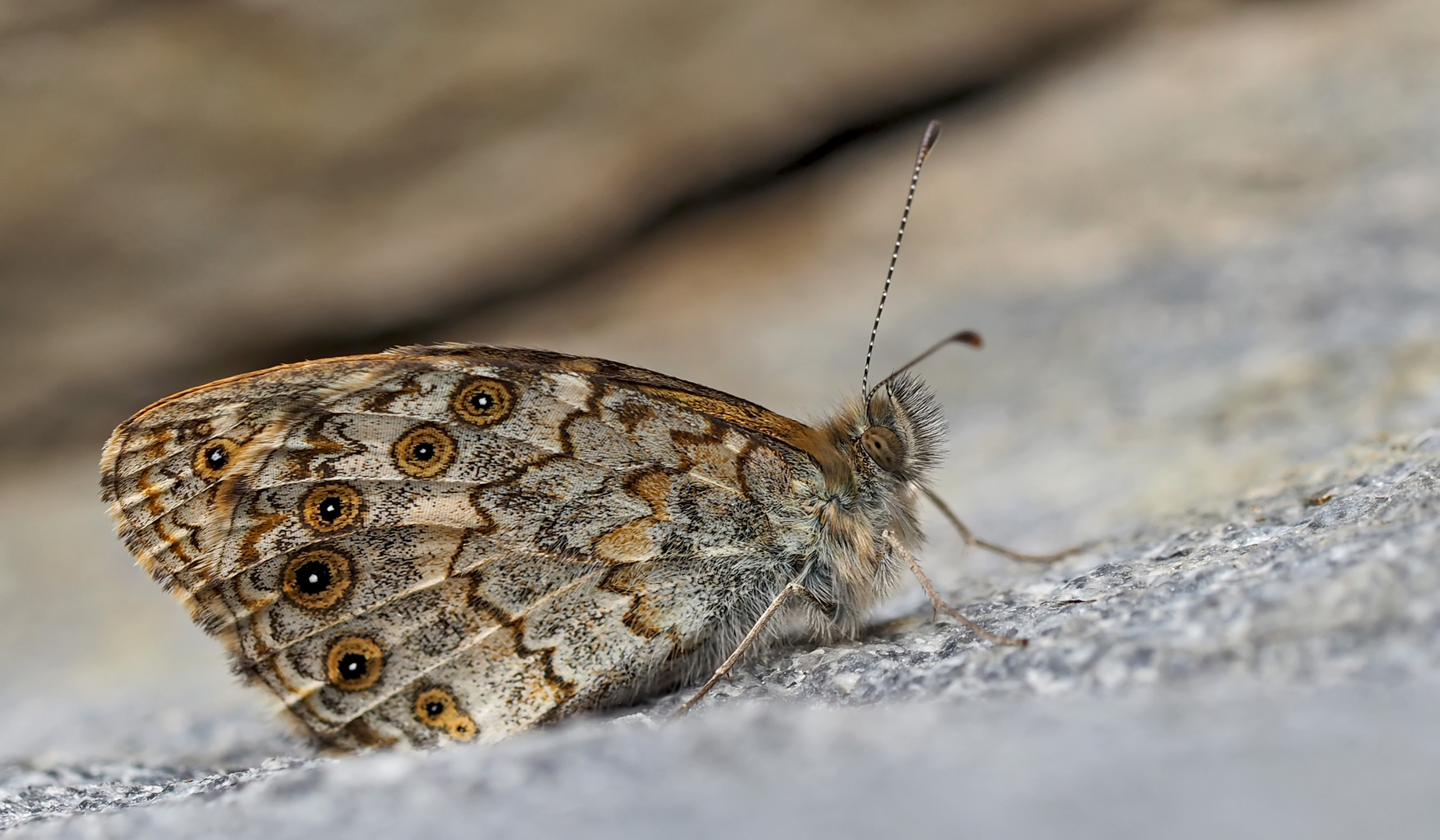 Mauerfuchs (Lasiommata megera) - La Mégère ou le Satyre.