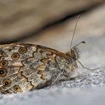 Mauerfuchs (Lasiommata megera) - La Mégère ou le Satyre.