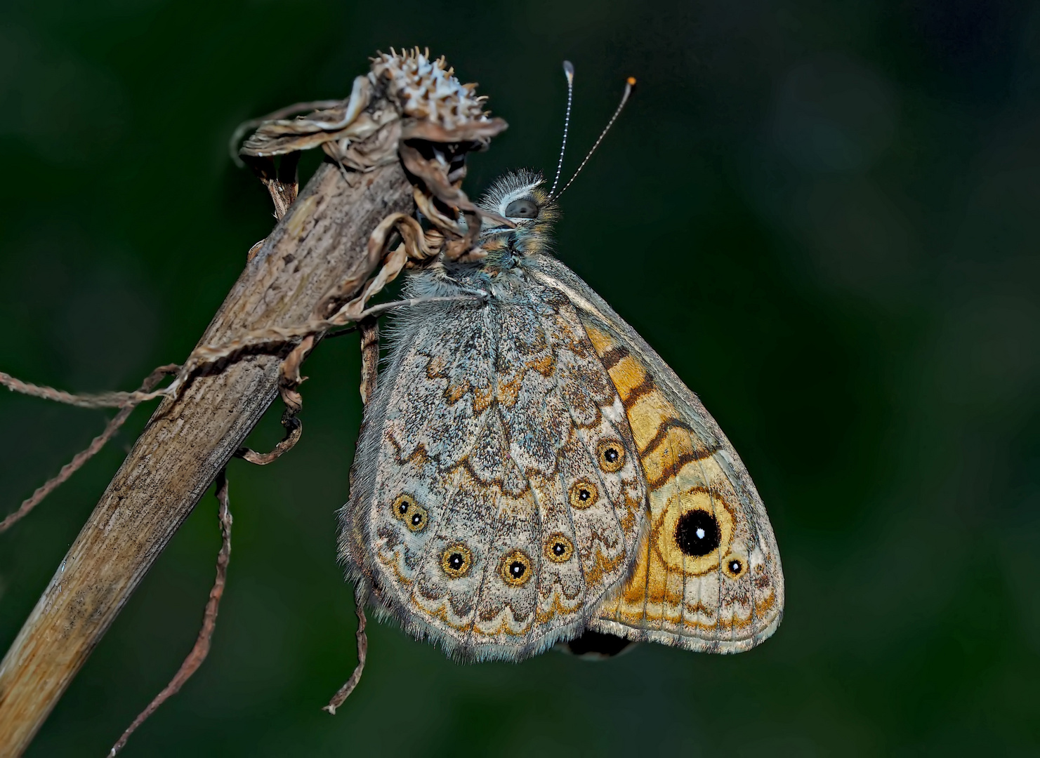 Mauerfuchs (Lasiommata megera) - La Mégère ou le Satyre. 