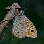 Mauerfuchs (Lasiommata megera) - La Mégère ou le Satyre. 