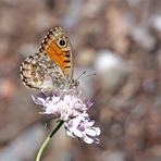 Mauerfuchs (Lasiommata megera) - La Mégère ou le Satyre.