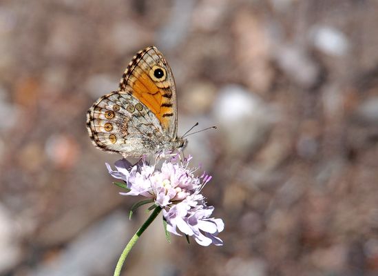 Mauerfuchs (Lasiommata megera) - La Mégère ou le Satyre.