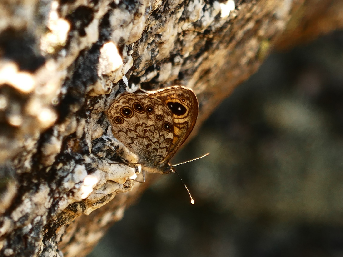 Mauerfuchs Lasiommata megera, Nordportugal