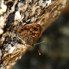 Mauerfuchs Lasiommata megera, Nordportugal