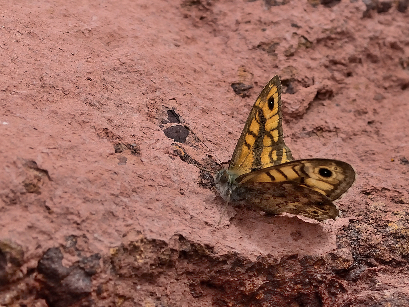 Mauerfuchs, (Lasiommata megera), Wall brown, saltacercas