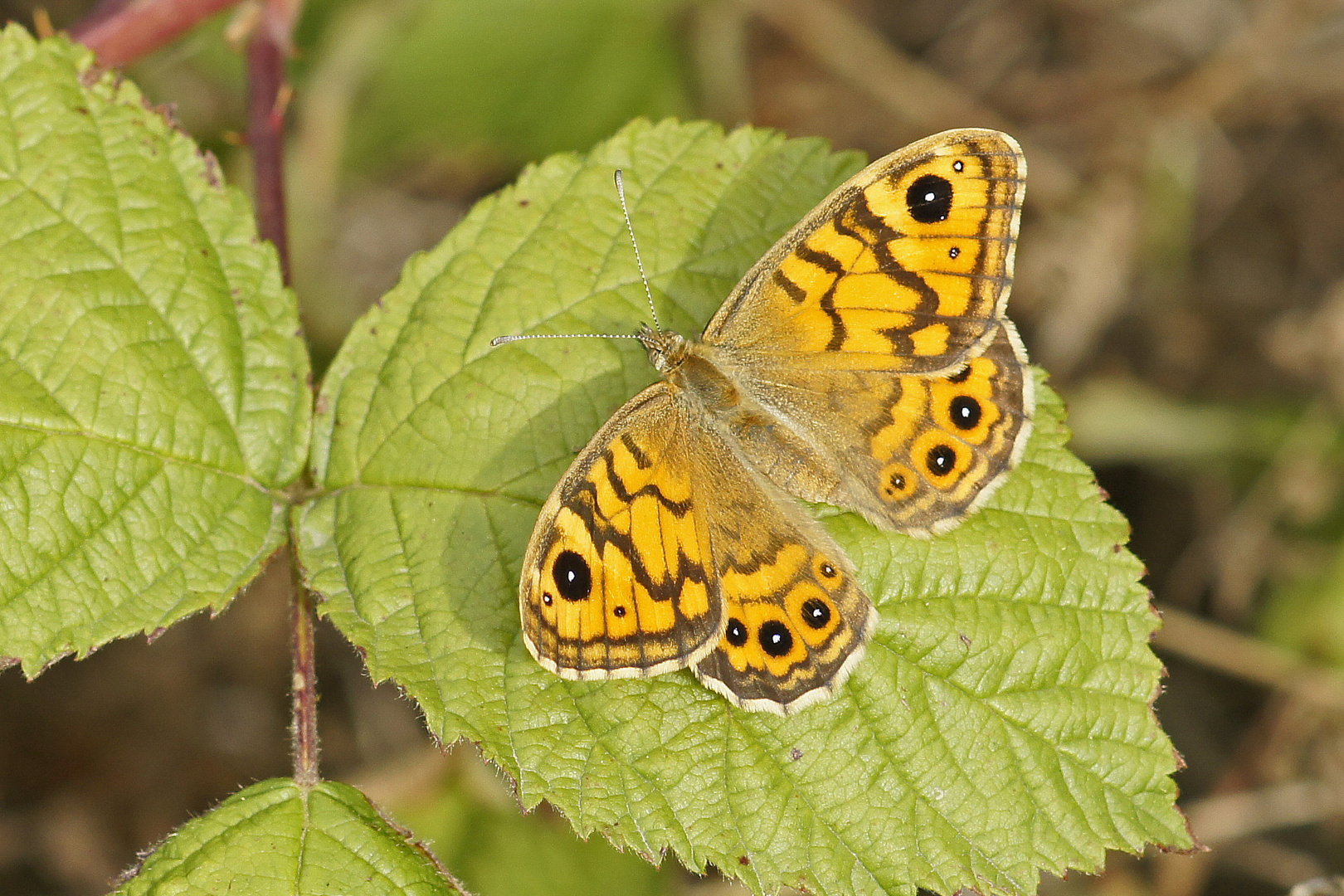 Mauerfuchs (Lasiommata megera), Weibchen