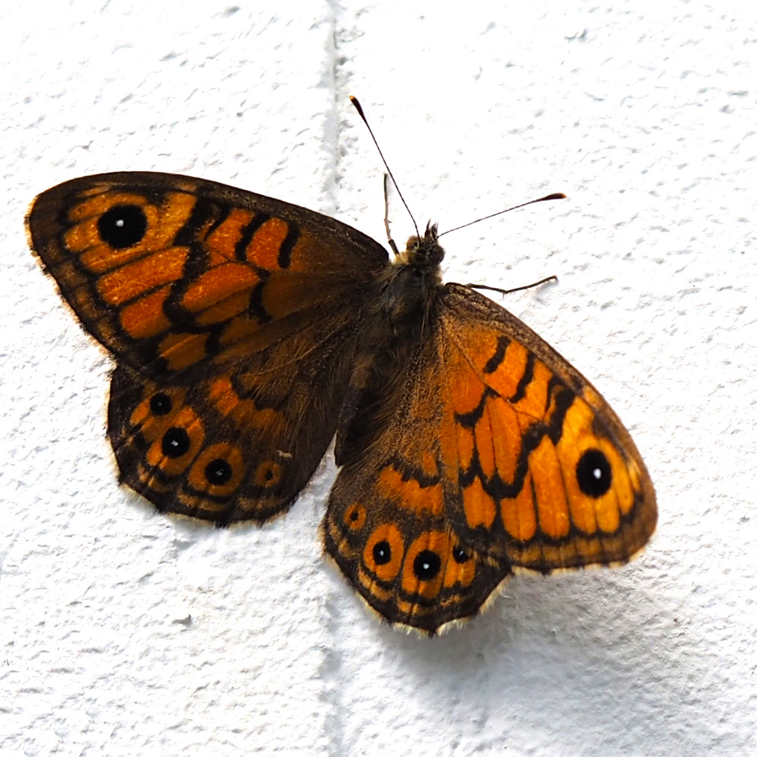 Mauerfuchs (Lasiommata megera) weibl.