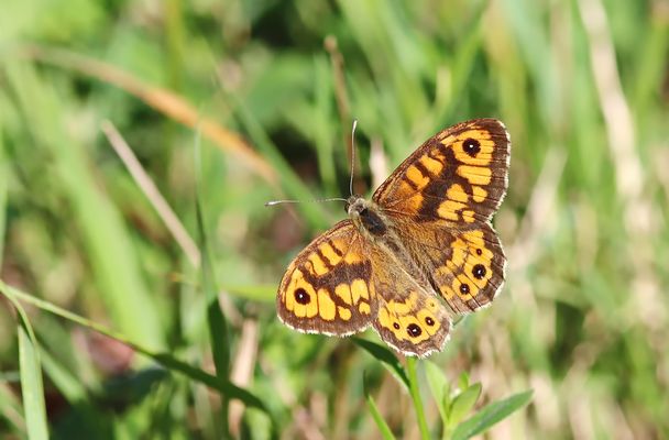 Mauerfuchs (Lasiommata megera),Männchen