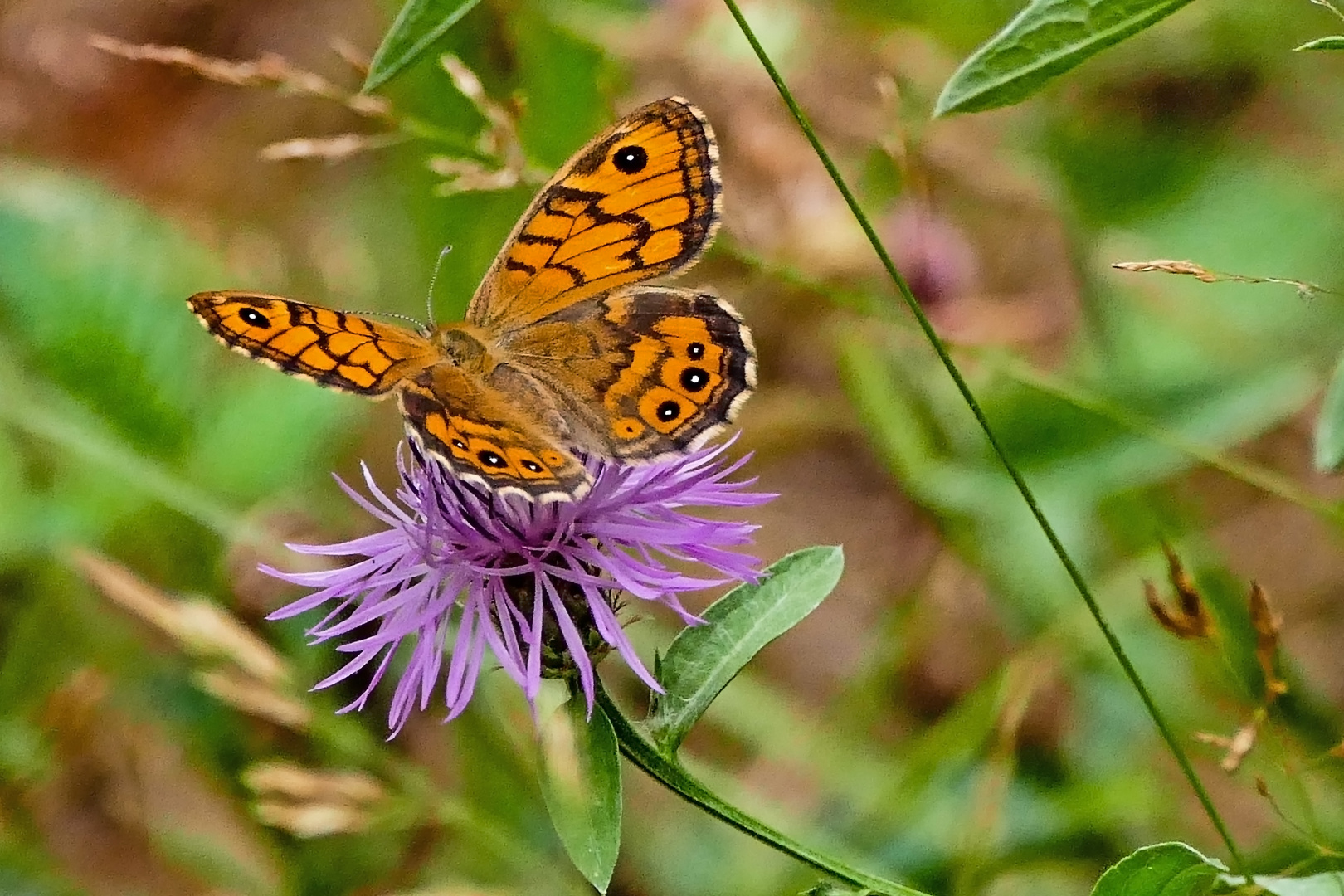 Mauerfuchs macht auf Blumenfuchs