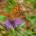 Mauerfuchs macht auf Blumenfuchs