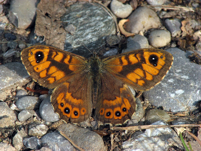 Mauerfuchs-Männchen im Frühling