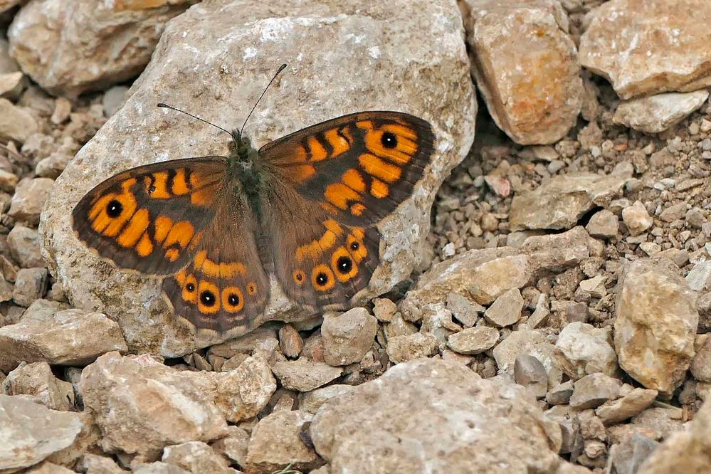 Mauerfuchs on the rocks