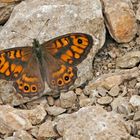 Mauerfuchs on the rocks