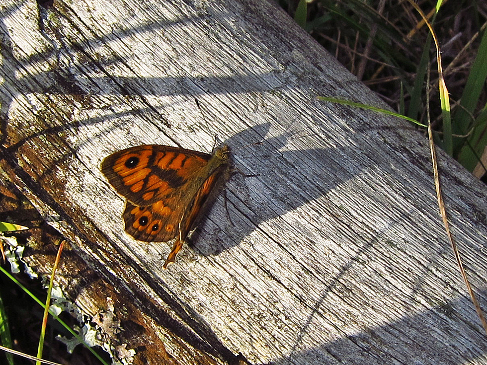 Mauerfuchs vom 22.10.2012