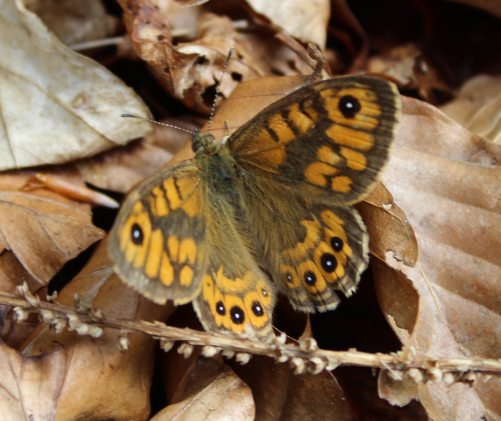 Mauerfuchs vom April 