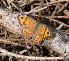 Mauerfuchsfalter