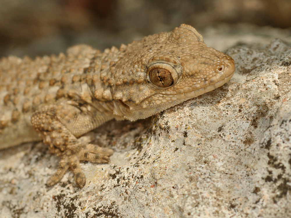 Mauergecko