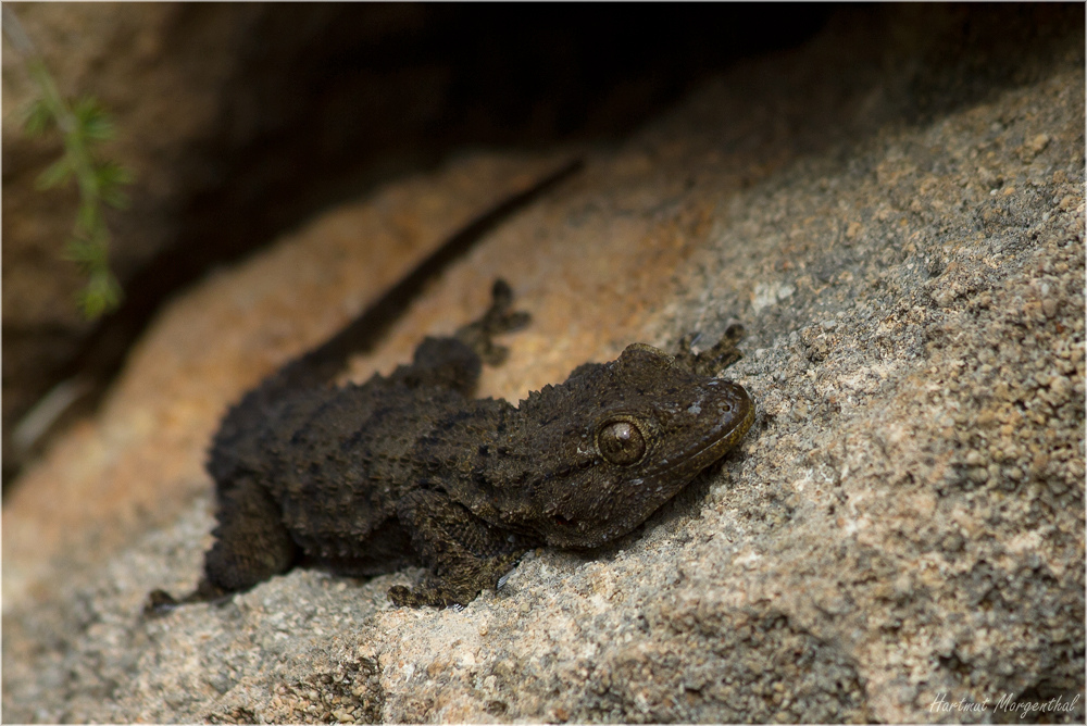 Mauergecko