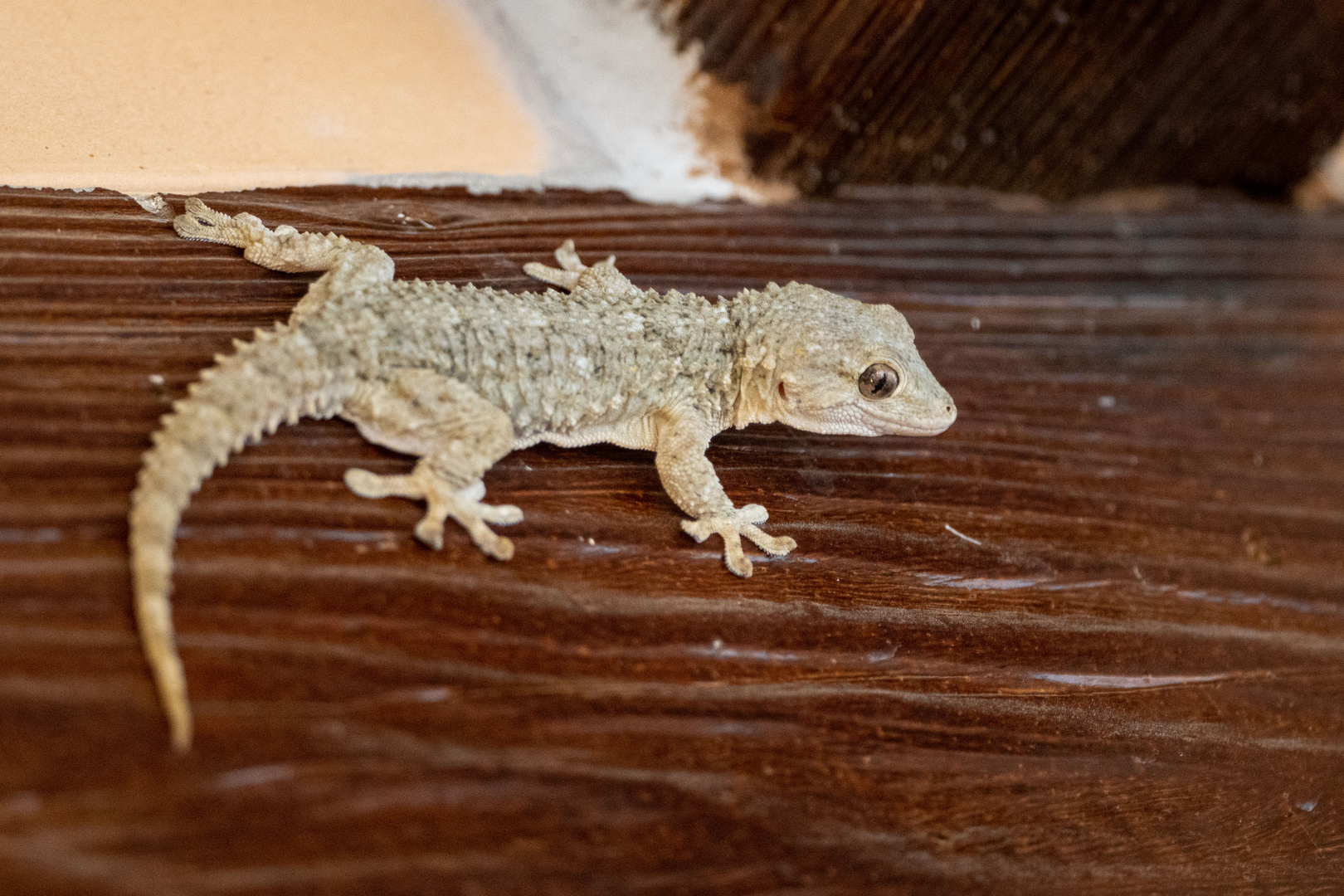 Mauergecko