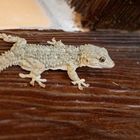 Mauergecko