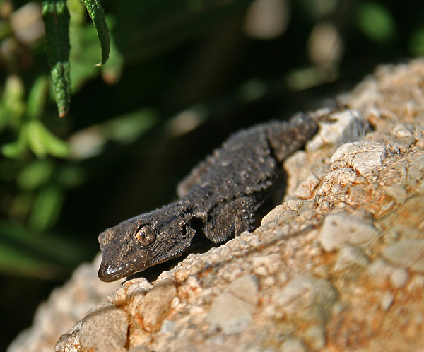 Mauergecko