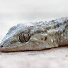 Mauergecko