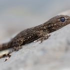 Mauergecko