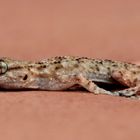 Mauergecko