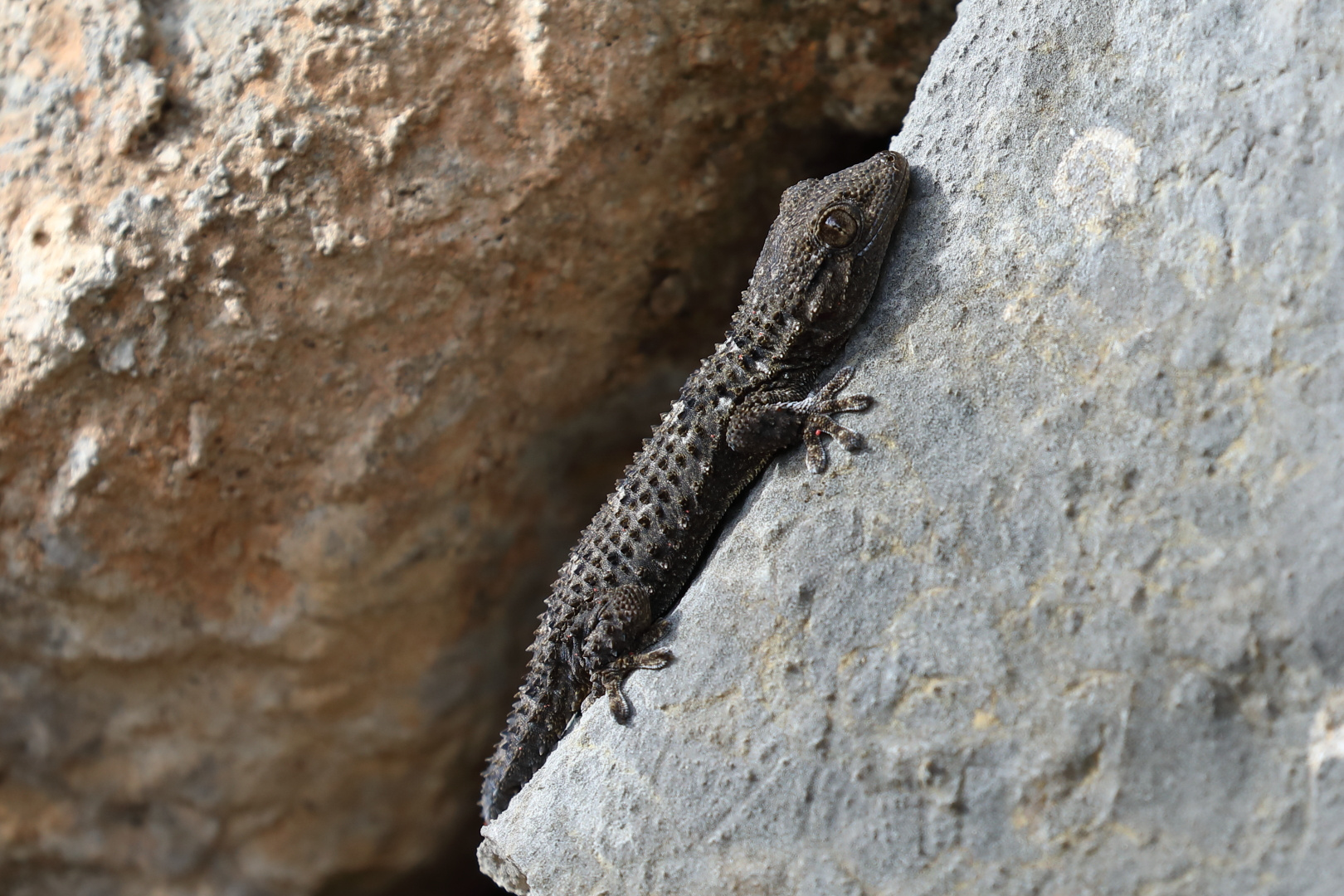 Mauergecko beim Sonnenbaden