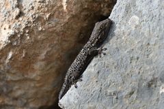 Mauergecko beim Sonnenbaden