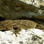 Mauergecko beim Sonnenbaden