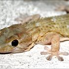 Mauergecko