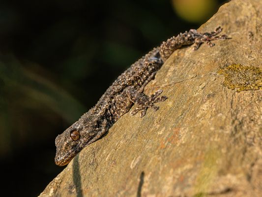 Mauergecko