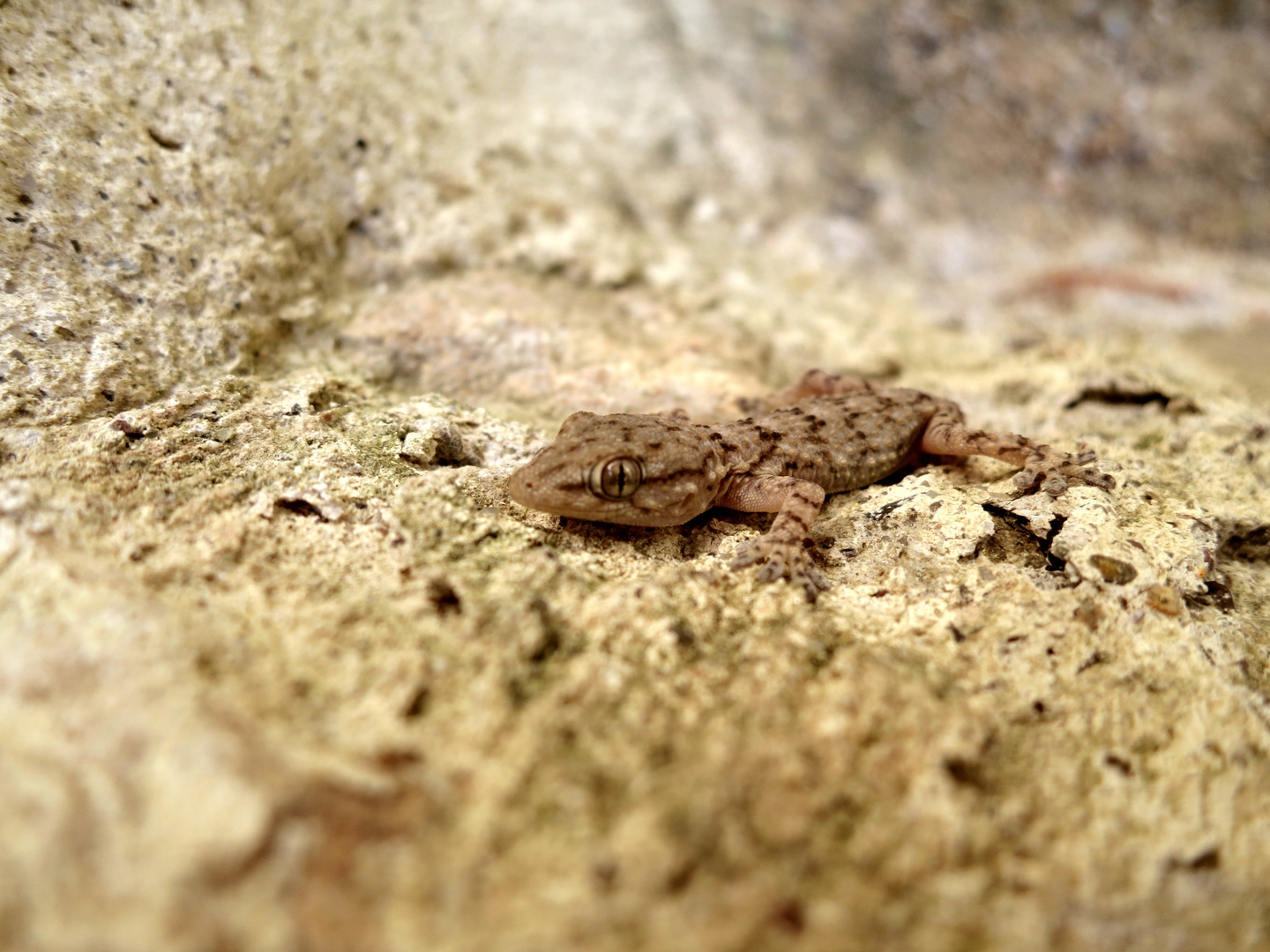 Mauergecko in der Toskana