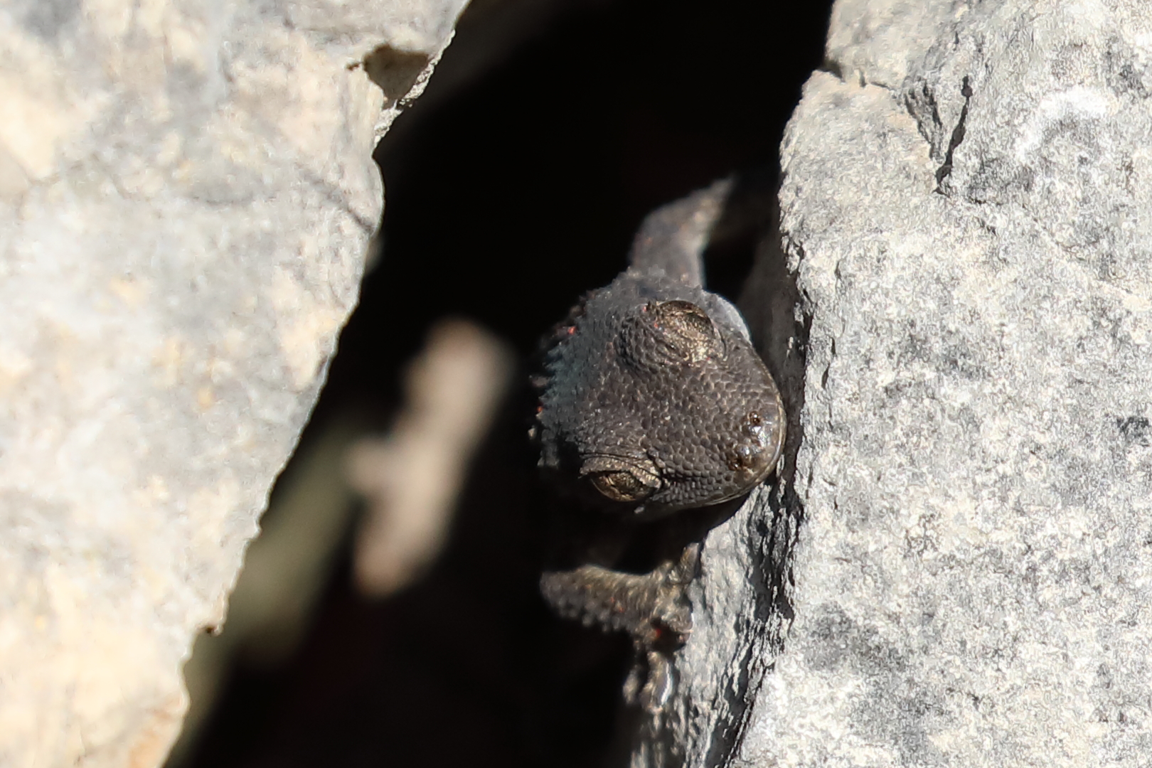 Mauergecko schaut aus seinem Versteck