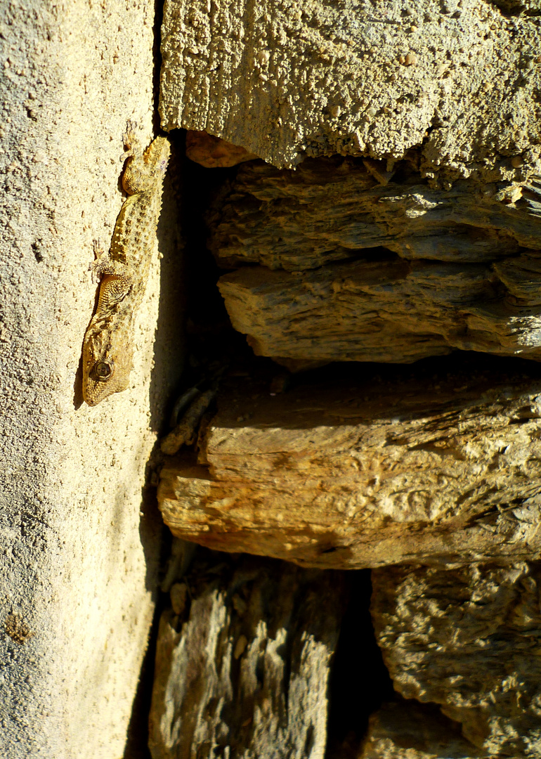 Mauergecko (Tarentola mauritanica)