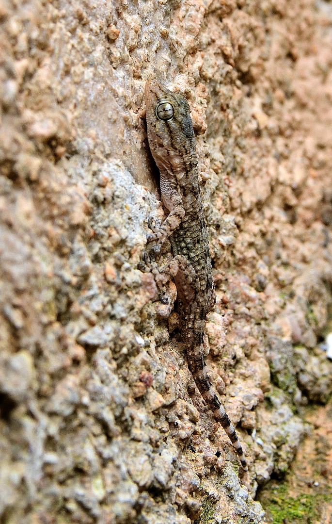 Mauergecko, (Tarentola mauritanica), Salamanquesa común