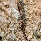 Mauergecko, (Tarentola mauritanica), Salamanquesa común