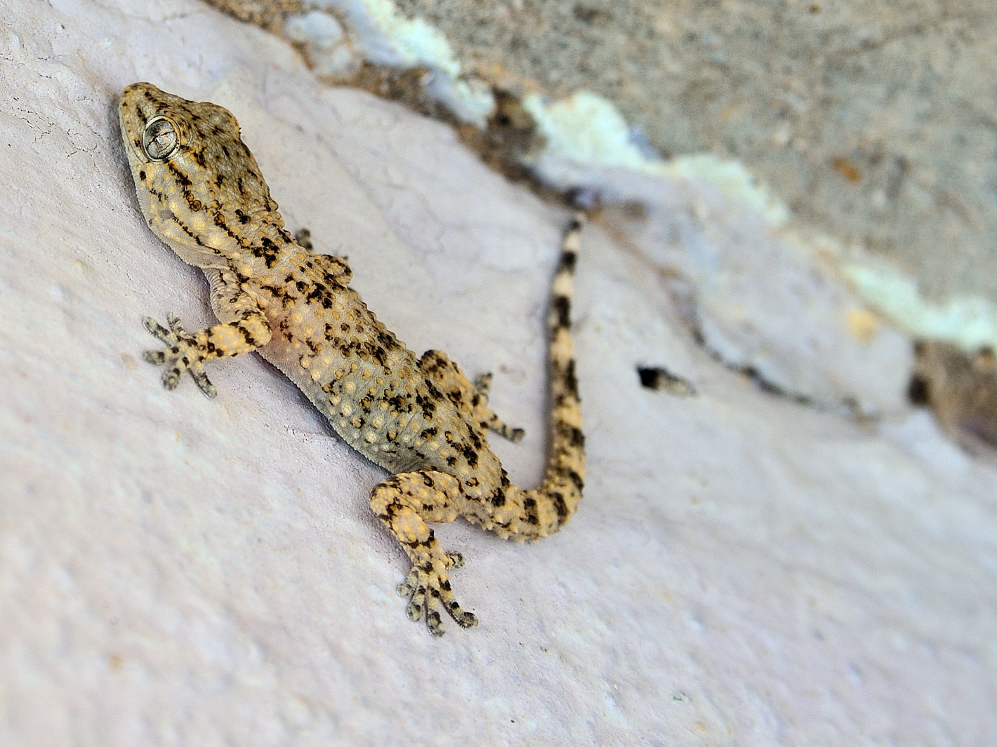 Mauergecko, (Tarentola mauritanica), Salamanquesa común