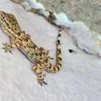 Mauergecko, (Tarentola mauritanica), Salamanquesa común