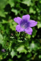 Mauerglockenblume (Campanula portenschlagiana) Draufsicht