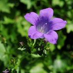 Mauerglockenblume (Campanula portenschlagiana) Draufsicht