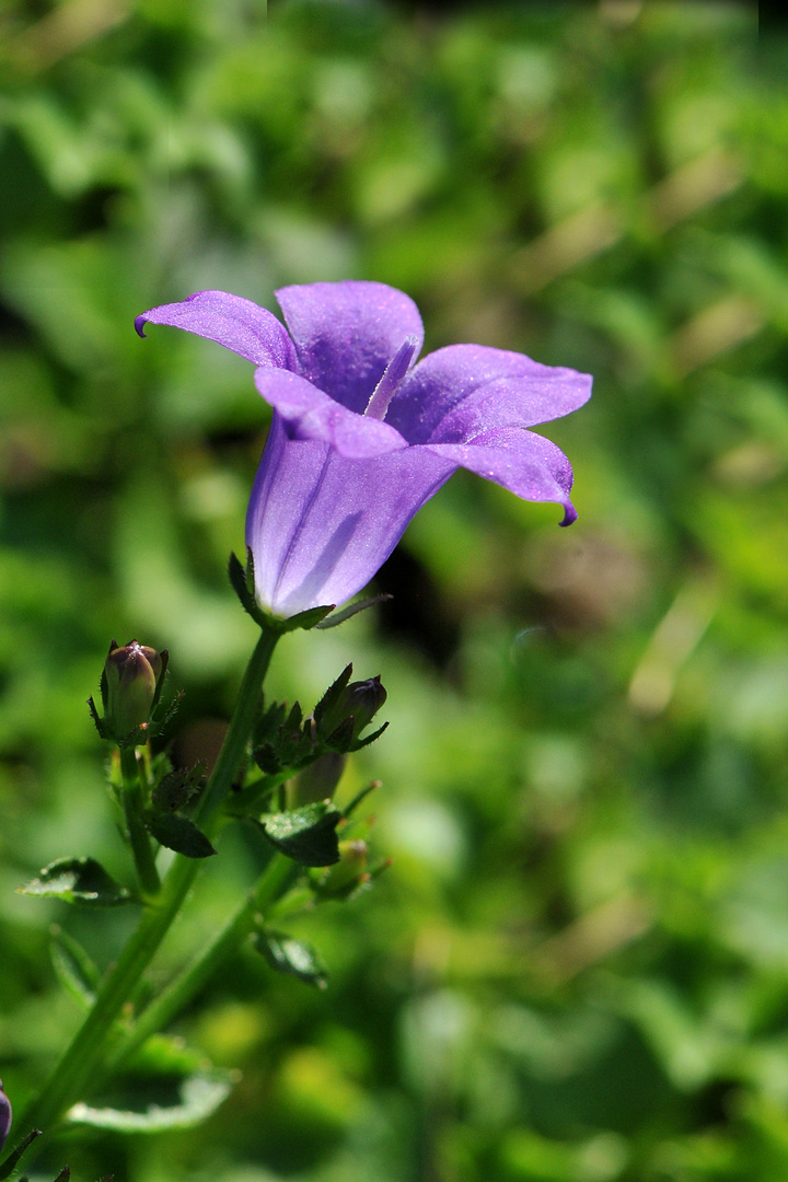 Mauerglockenblume (Campanula portenschlagiana)