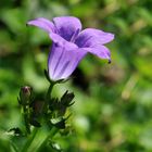 Mauerglockenblume (Campanula portenschlagiana)