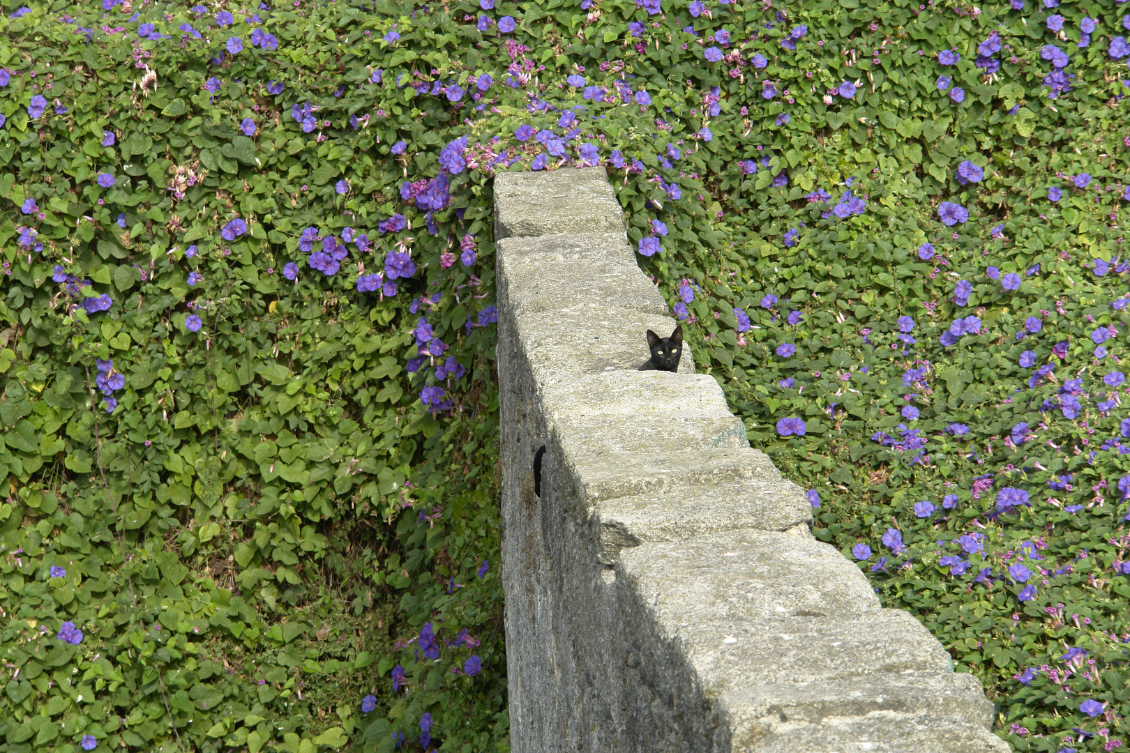 Mauerkatze