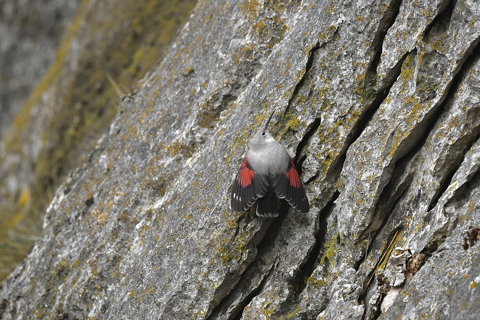 Mauerläufer 