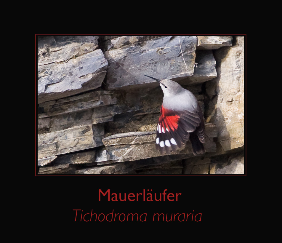 Mauerläufer (Tichodroma muraria)