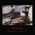 Mauerläufer (Tichodroma muraria)